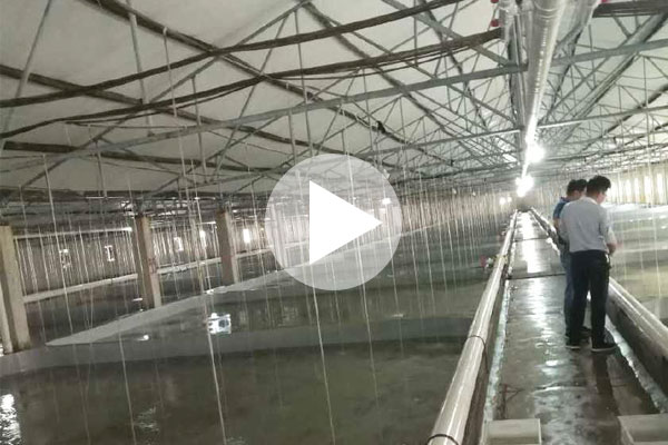 小伙養殖半滑舌鰨魚 提供魚苗給同行養殖再回收